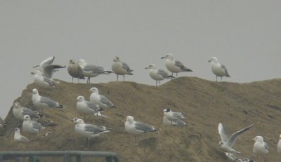 Pontische Meeuw / Caspian Gull / Larus cachinnans