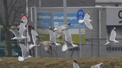 Pontische Meeuw / Caspian Gull / Larus cachinnans
