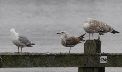 Pontische Meeuw / Caspian Gull / Larus cachinnans