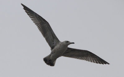 Pontische Meeuw / Caspian Gull / Larus cachinnans