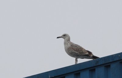 Pontische Meeuw / Caspian Gull / Larus cachinnans