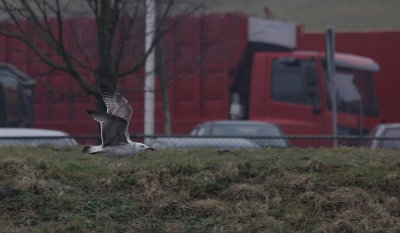 Pontische Meeuw / Caspian Gull / Larus cachinnans