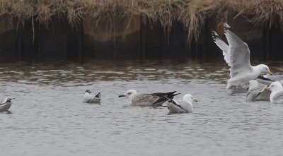 Pontische Meeuw / Caspian Gull / Larus cachinnans