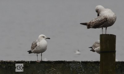Pontische Meeuw / Caspian Gull / Larus cachinnans