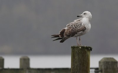 Pontische Meeuw / Caspian Gull / Larus cachinnans