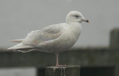 Kleine Burgemeester / Iceland Gull / Larus glaucoides