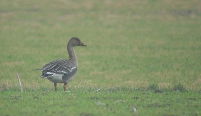 Taigarietgans / Taiga Bean Goose / Anser fabalis