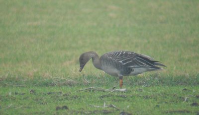 Taigarietgans / Taiga Bean Goose / Anser fabalis