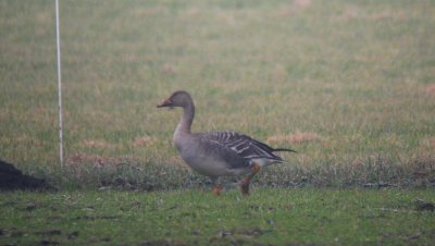 Taigarietgans / Taiga Bean Goose / Anser fabalis