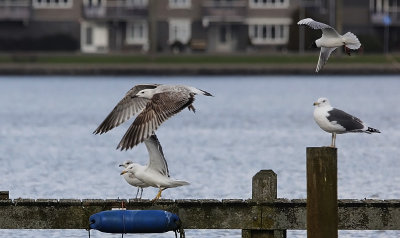 Pontische Meeuw / Caspian Gull / Larus cachinnans