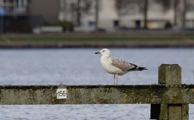 Pontische Meeuw / Caspian Gull / Larus cachinnans