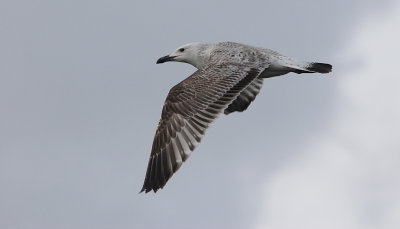 Pontische Meeuw / Caspian Gull / Larus cachinnans