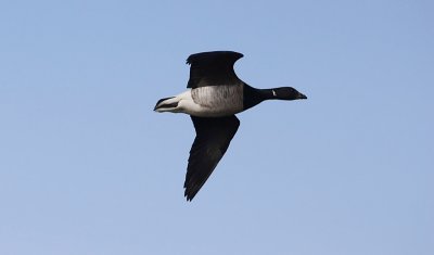 Witbuikrotgans / Pale-bellied Brant / Branta hrota