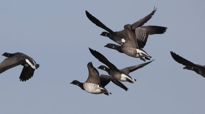 Witbuikrotgans / Pale-bellied Brant / Branta hrota