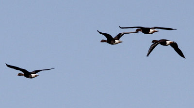 Dwerggans / Lesser White-fronted Goose / Anser erythropus