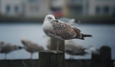 Pontische Meeuw / Caspian Gull / Larus cachinnans