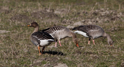 Taigarietgans / Taiga Bean Goose / Anser fabalis