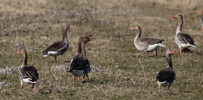 Taigarietgans / Taiga Bean Goose / Anser fabalis