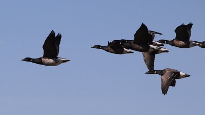 Witbuikrotgans / Pale-bellied Brant / Branta hrota