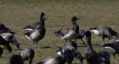 Witbuikrotgans / Pale-bellied Brant / Branta hrota