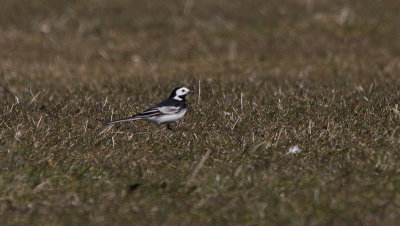 Rouwkwikstaart / Pied Wagtail / Motacilla alba yarrellii