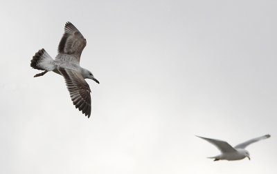 Pontische Meeuw / Caspian Gull / Larus cachinnans