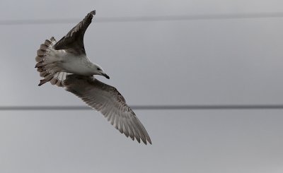 Pontische Meeuw / Caspian Gull / Larus cachinnans