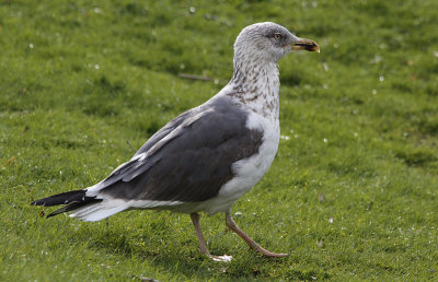 Kleine Mantelmeeuw / Lesser Black-backed Gull / Larus fuscus graellsii/intermedius