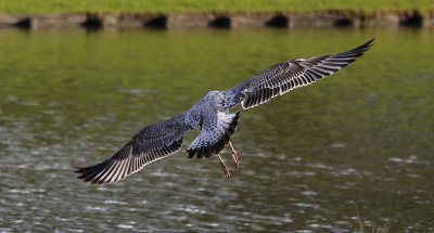 Pontische Meeuw / Caspian Gull / Larus cachinnans