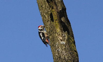 Middelste Bonte Specht / Middle Spotted Woodpecker / Dendrocopos medius