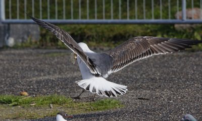 Kleine Mantelmeeuw / Lesser Black-backed Gull / Larus fuscus graellsii/intermedius/fuscus
