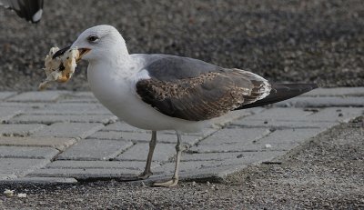 Kleine Mantelmeeuw / Lesser Black-backed Gull / Larus fuscus graellsii/intermedius