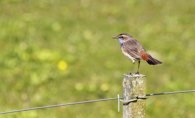 Blauwborst / Bluethroat / Luscinia svecica