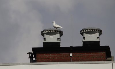 Kleine Burgemeester / Iceland Gull / Larus glaucoides