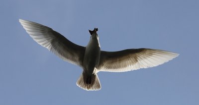 Kleine Burgemeester / Iceland Gull / Larus glaucoides