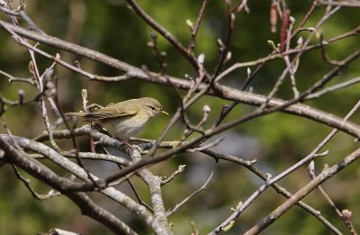 Iberische Tjiftjaf / Iberian Chiffchaff / Phylloscopus ibericus