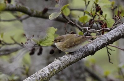 Iberische Tjiftjaf / Iberian Chiffchaff / Phylloscopus ibericus