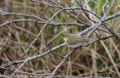 Iberische Tjiftjaf / Iberian Chiffchaff / Phylloscopus ibericus