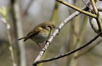 Iberische Tjiftjaf / Iberian Chiffchaff / Phylloscopus ibericus