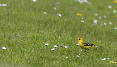 Engelse Kwikstaart / British Yellow Wagtail / Motacilla flavissima