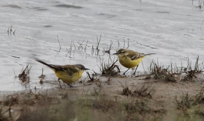 Engelse Kwikstaart / British Yellow Wagtail / Motacilla flavissima