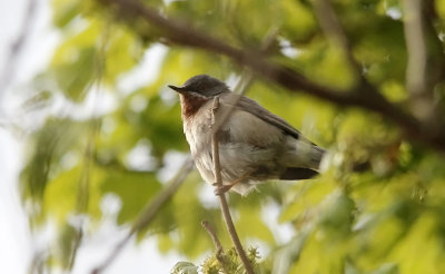 Baardgrasmus / Subalpine Warbler / Sylvia cantillans