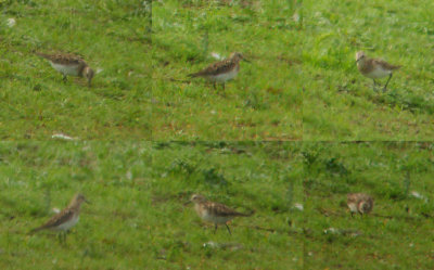 Bairds Strandloper / Baird's Sandpiper / Calidris bairdii