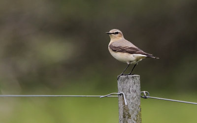Tapuit / Common Wheatear / Oenanthe oenanthe