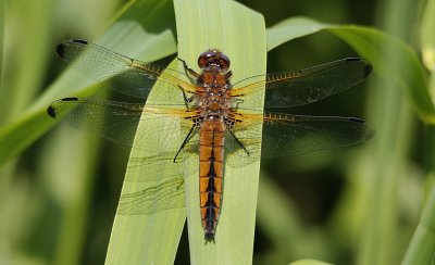 Bruine Korenbout / Libellula fulva