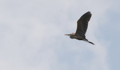 Purperreiger / Purple Heron / Ardea purpurea