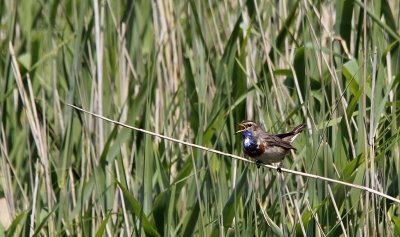 Blauwborst / Bluethroat / Luscinia svecica