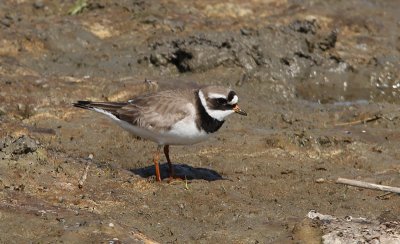 Bontbekplevier / Common Ringed Plover / Charadrius hiaticula