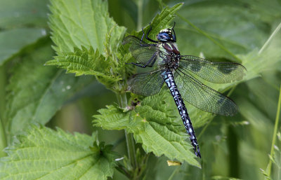 Glassnijder / Brachytron pratense