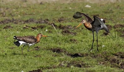 Grutto / Black-tailed Godwit / Limosa limosa